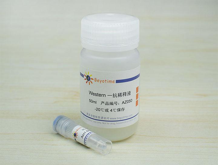 Akt1 Mouse Monoclonal Antibody